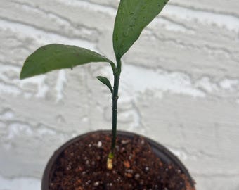 Plántula de árbol frutal tropical Garcinia "Jumbo Sugar" de Luc, rara, Garcinia mexicana