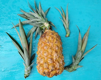 Planta de piña pan de azúcar / Planta de bromelias tropicales vivas