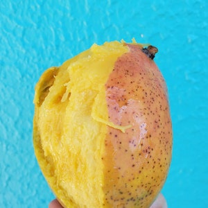 Puede incluir: Un mango parcialmente pelado sobre un fondo azul brillante. El mango tiene un interior amarillo-naranja y un exterior moteado, rojo-naranja. La textura de la fruta es visible, con parte de la pulpa a&uacute;n adherida.