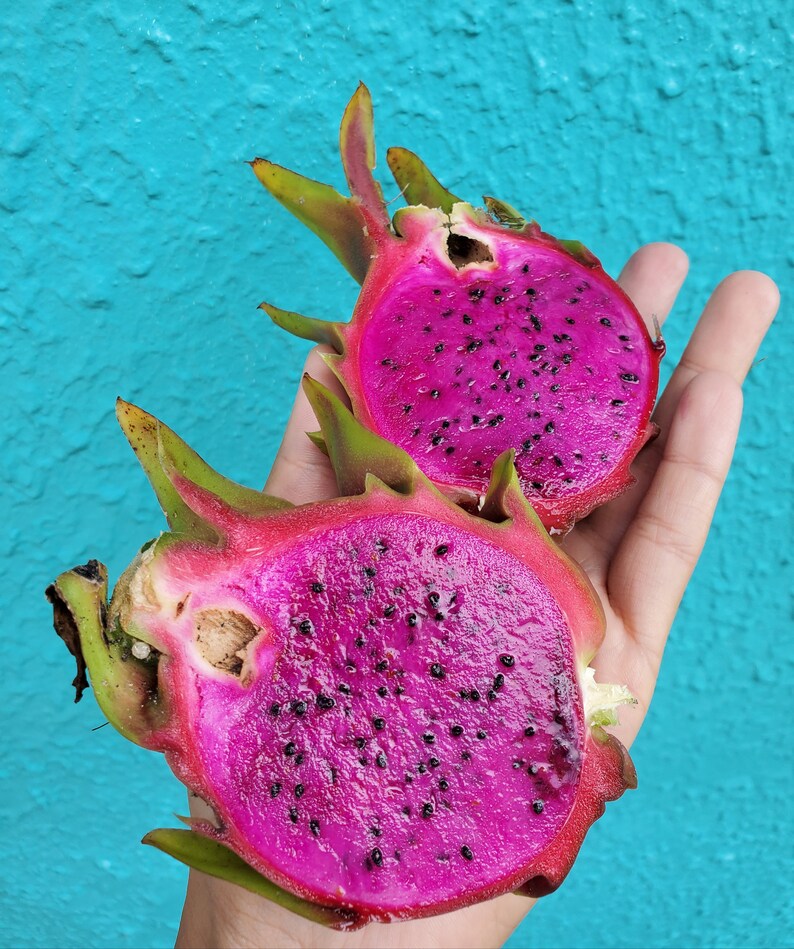 Tropical Seasonal Fruit Variety Box Fresh Florida Exotic Etsy