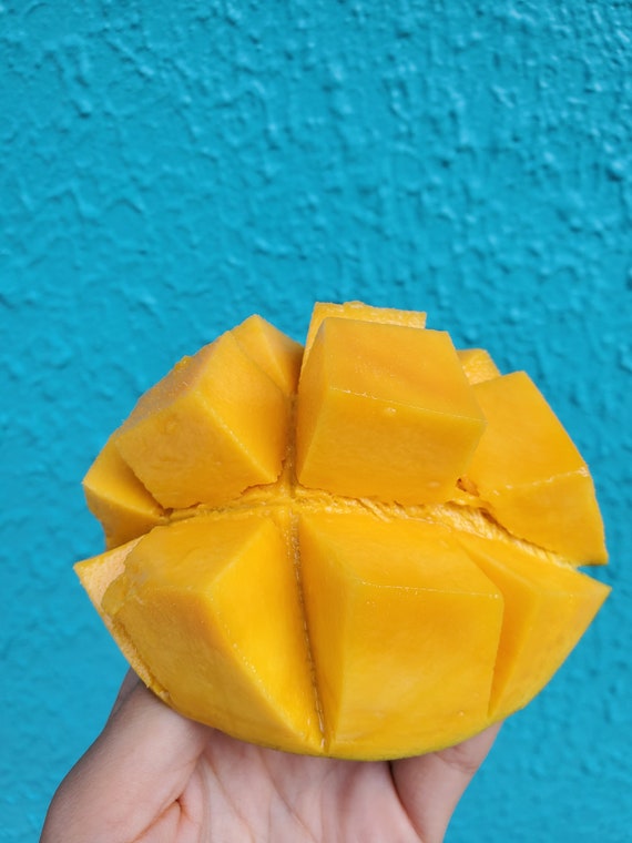 Mango Seeds / Rare Variety Tropical Fruit Tree Seeds