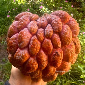 RARE SEEDS Annona Fruit - Custard Apple, Sugar Apple, Atemoya / Tropical Fruit Seeds