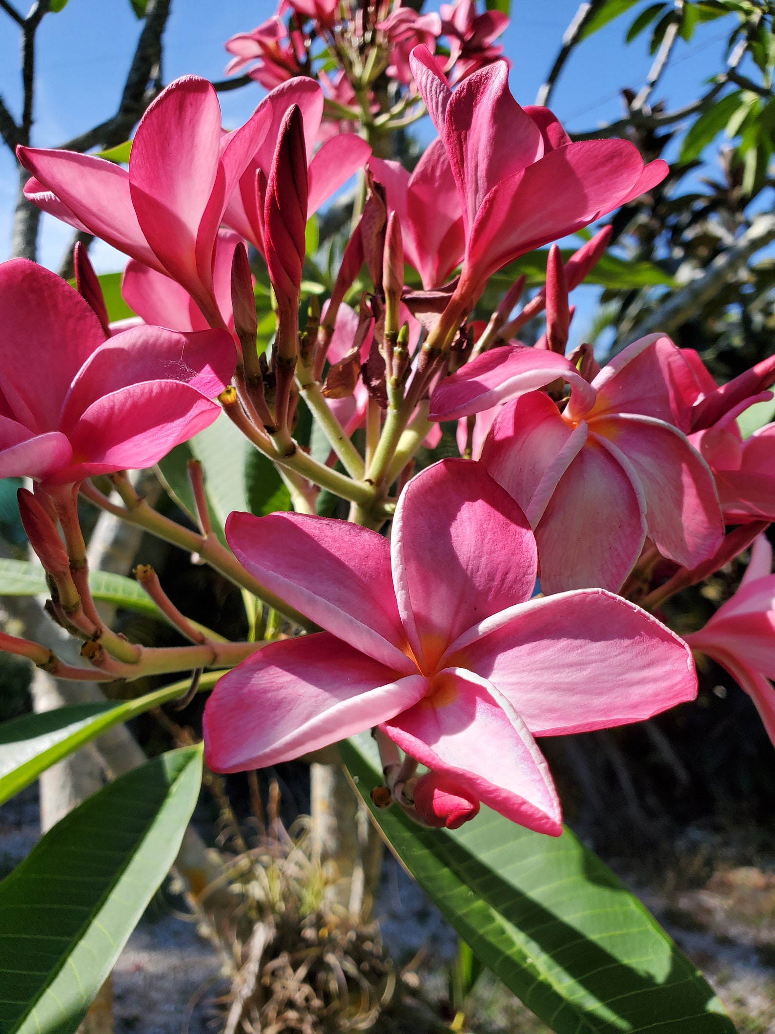 Dried Frangipani Plumeria Flowers / Potpourri / Crafts / Etsy