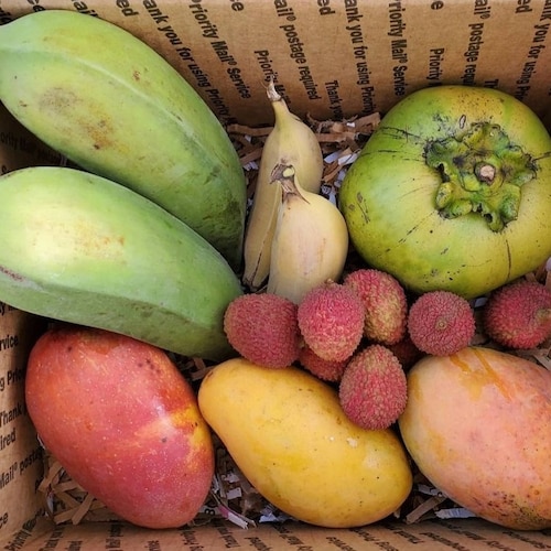 Tropical Seasonal Fruit Variety Box Fresh Florida Exotic Etsy
