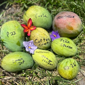 May include: An assortment of fresh mangoes, each labeled with a different name, including "Carla," "Cotton Candy," and "Piña Colada." The mangoes vary in color from green to pink and are surrounded by grass and small flowers.