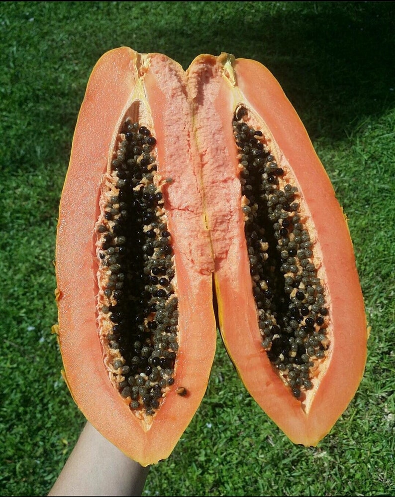 Tropical Seasonal Fruit Variety Box Fresh Florida Exotic Etsy