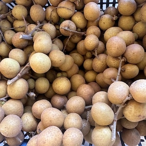 May include: A large collection of fresh longan fruits with light brown, textured, spherical shells. The fruits are clustered together on thin, woody stems, filling the frame with their round shapes and earthy, tan-colored outer skins.