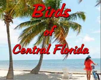 Birds of Central Florida