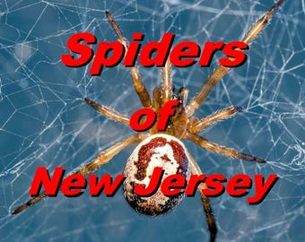Spiders of New jersey