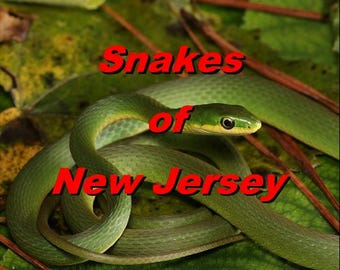 Snakes of New jersey