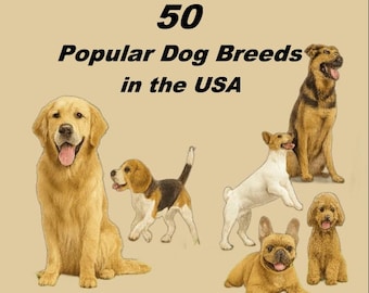 50 Popular Dog Breeds in the USA