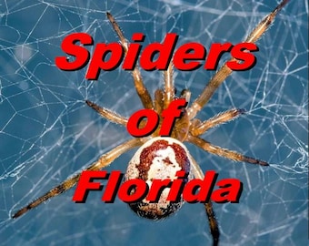Common Spiders of Florida