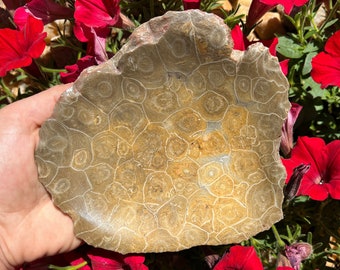 Flash Sale!!** EXTRA LARGE (1) Fossilized Polished Coral Dish - 20 Million Years Old. 5-7”