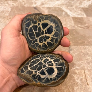 Flash Sale!!** Large Cut & POLISHED 2 SEPTARIAN Nodules Morocco 0.5 - 1 lb (matching halves) with calcite aragonite pattern! *Best Seller*