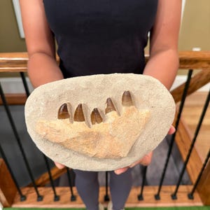 Flash Sale!!** Mosasaur Teeth 4.15 lb Fossil Specimen In Matrix | Mosasaur Jaw Bone Dinosaur Morocco JB5 - Exact Specimen