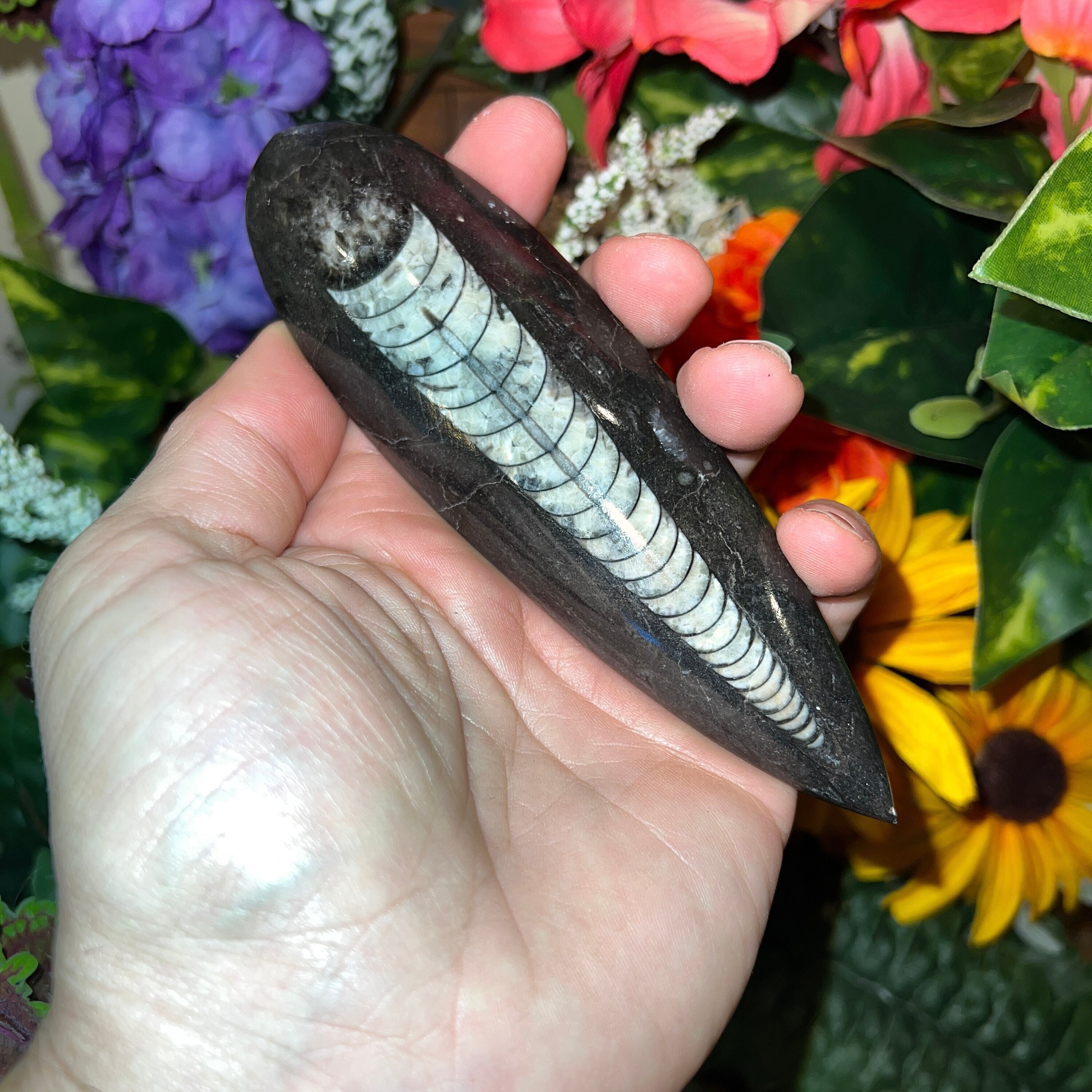 Flash Sale!!** LARGE (1) Black Orthoceras Cephalopod Fossil Spear 4-6” - 350 Million Years Old Free S&H