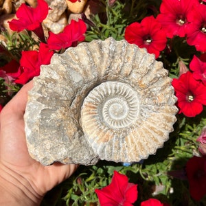 Flash Sale!!** EXTRA LARGE (1) Raw Ammonite Fossil Cephalopod - 250 Million Years Old Free s&h 4-6”