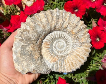 Flash Sale!!** EXTRA LARGE (1) Raw Ammonite Fossil Cephalopod - 250 Million Years Old Free s&h 4-6”