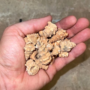 Flash Sale!!** NICE Gastropod Shell Fossils - Morocco 400 Million Years Old Free S&H