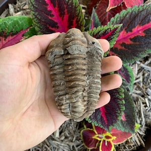Flash Sale!!** AMAZING Flexicalymene Moroccan Trilobites ONE (1) - Morocco 400 Million Years Old Free S&H