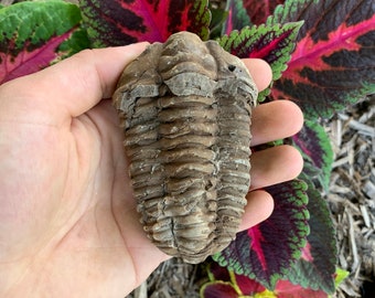 Flash Sale!!** AMAZING Flexicalymene Moroccan Trilobites ONE (1) - Morocco 400 Million Years Old Free S&H