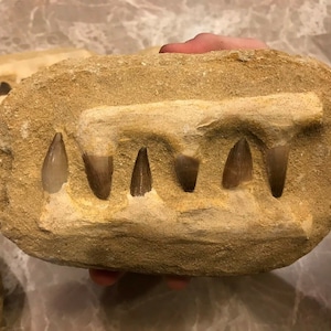 Flash Sale!!** Mosasaur Teeth Fossil Specimen In Matrix Mosasaur Jaw Bone Dinosaur Era Morocco.
