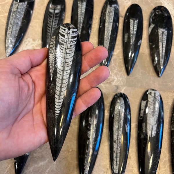 Flash Sale!!** EXTRA LARGE (1) Black Orthoceras Cephalopod Fossil Spear 6-8” - 350 Million Years Old Free S&H