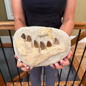 Flash Sale!!** Mosasaur Teeth 5 lb Fossil Specimen In Matrix | Mosasaur Jaw Bone Dinosaur Morocco JB7 - Exact Specimen