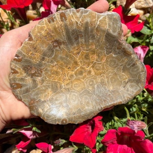 Flash Sale!!** LARGE (1) Fossilized Polished Coral Dish - 20 Million Years Old 4-5” Free S&H