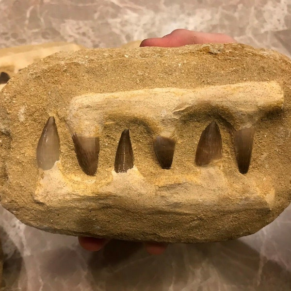 Flash Sale!!** Mosasaur Teeth Fossil Specimen In Matrix Mosasaur Jaw Bone Dinosaur Era Morocco. Free S&H