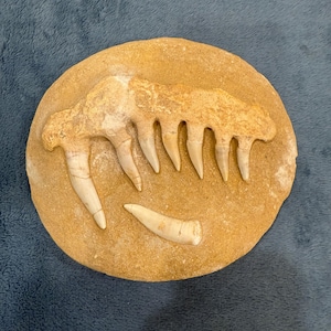 Flash Sale!!** Mosasaur Teeth 3.45 lb Fossil Specimen In Matrix | Mosasaur Jaw Bone Dinosaur Morocco JB3 - Exact Specimen