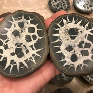 Flash Sale!!** XL Cut & POLISHED 2 SEPTARIAN Nodules Morocco 1 - 2 lb (matching halves) w/ calcite aragonite pattern! *Best Seller