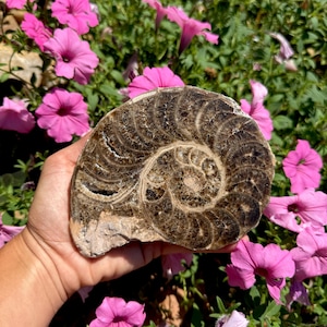 May include: A fossilized ammonite shell, showcasing a spiral pattern in shades of brown and tan. The ancient marine invertebrate is held against a backdrop of vibrant pink petunia flowers, highlighting the natural beauty of the specimen.