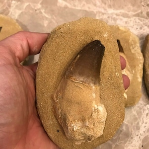 Flash Sale!!** Mosasaur Fossil Tooth (1) Specimen in Matrix Large Tooth Morocco 70 Mill Yrs.