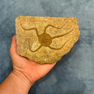 May include: A fossilized starfish imprint on a rectangular piece of tan stone. The starfish has a central disc with five arms extending outwards. The stone has a rough, natural texture and is held in a hand.