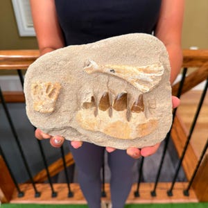 Flash Sale!!** Mosasaur Teeth 3 lb Fossil Specimen In Matrix | Mosasaur Jaw Bone Dinosaur Morocco JB1 - Exact Specimen