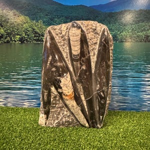 Flash Sale!!** LARGE 2.46 lbs Orthoceras Fossil Cut Base with 4 SPEARS - Natural History Decor! 200 Million Years Old *Free s&h! ocb4