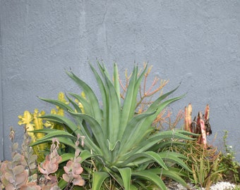Pflanzen gegen eine Mauer