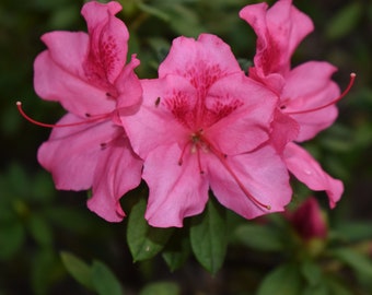 Gruppe von rosa Blumen