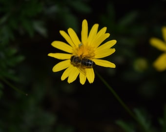 Nahaufnahme einer Bee