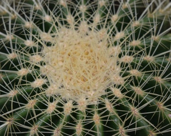 Kaktus Nahaufnahme