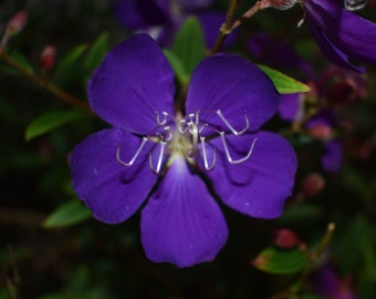 Fleur pourpre Close up
