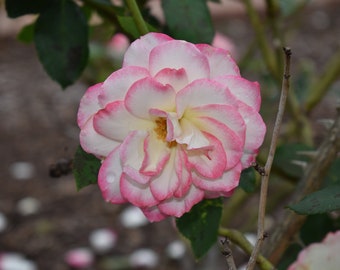 Rose multicolore