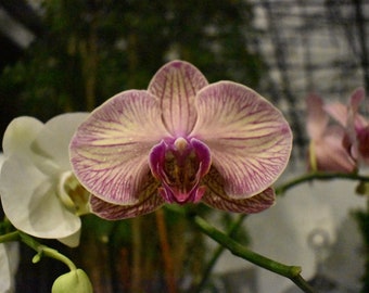 Orchidée multicolore