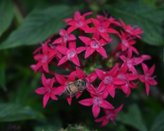 Ein Scheffel aus rosa Blumen mit einer Bee