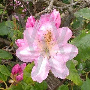 Pink Rhododendron Photograph