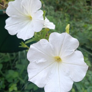 Petunia Photograph