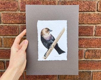 Brown-Headed Cowbird original watercolor painting