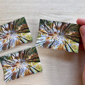 Kunststicker: herfstbomen boven het hoofd