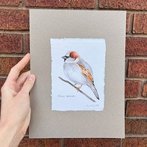 House Sparrow original watercolor painting